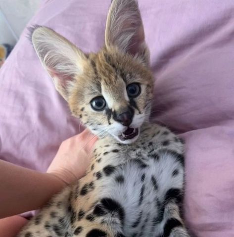 Savannah-Katze