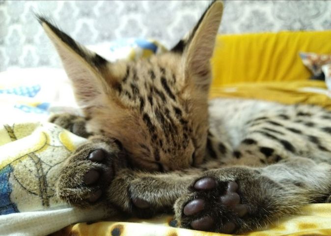 Savannah-Katze