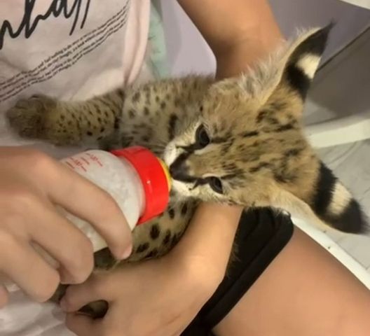 Savannah-Katze