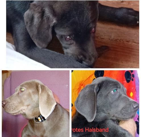 Labradorwelpen