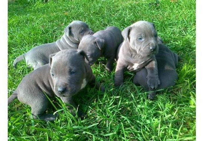 Süßen Blueline AmStaff/ Pitbull Terrier*
