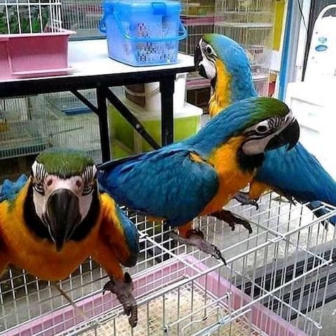 Blauer und goldener Ara