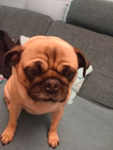 Mops Dame