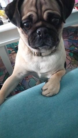 Mops Dame