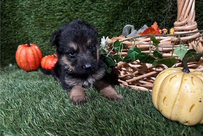 Hank – ein cleverer, süßer Wuffi sucht sein perfektes Zuhause!