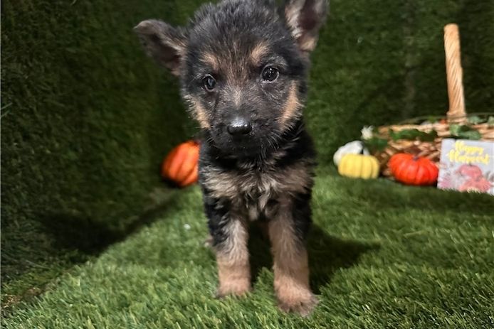 Hank – ein cleverer, süßer Wuffi sucht sein perfektes Zuhause!