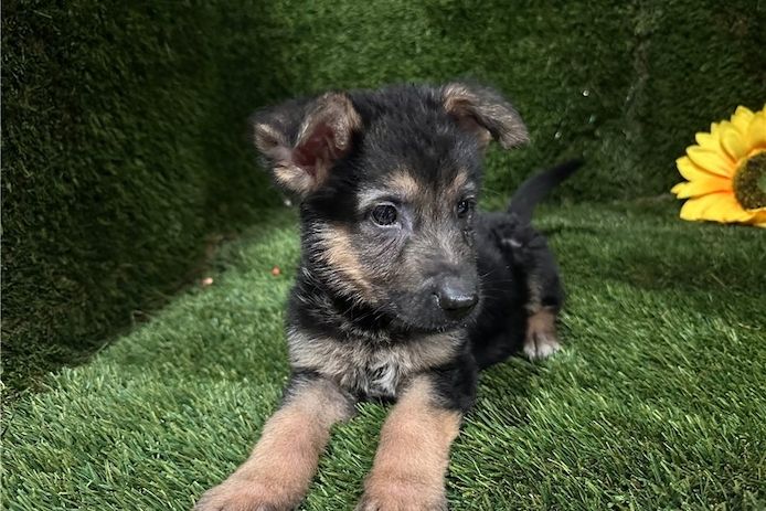 Hank – ein cleverer, süßer Wuffi sucht sein perfektes Zuhause!