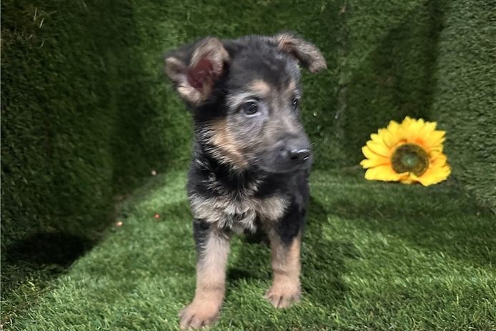 Hank – ein cleverer, süßer Wuffi sucht sein perfektes Zuhause!