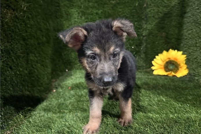 Hank – ein cleverer, süßer Wuffi sucht sein perfektes Zuhause!