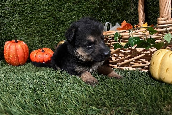 Hank – ein cleverer, süßer Wuffi sucht sein perfektes Zuhause!