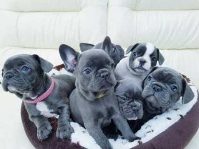Erhältlich Französische Bulldogge Welpen mit Papieren