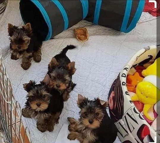 Yorkie welpen suchen neues Zuhause