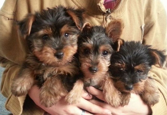 Gesund Yorkieshire Welpen