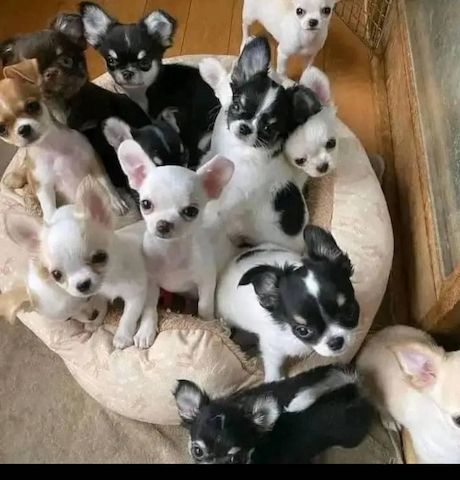 MINI chihuahua-WHATSAPP: +31684935138