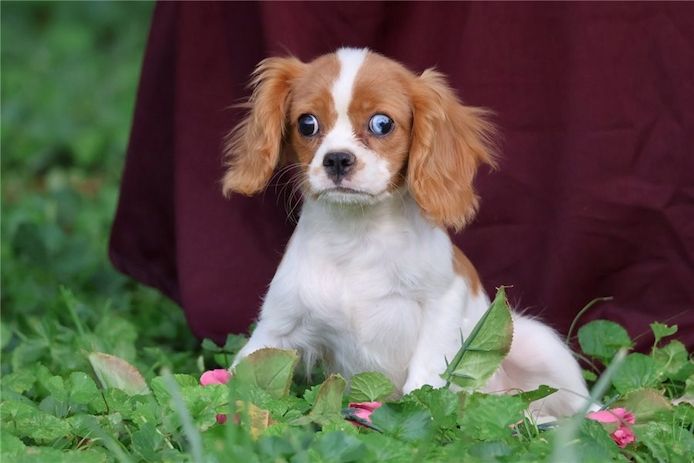 Cavalier King Charles Spaniel – Perfekter Familienhund sucht neues Zuhause!