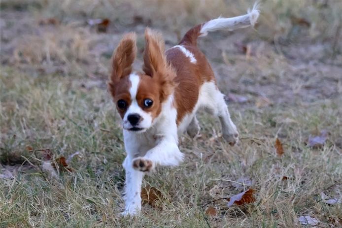 Cavalier King Charles Spaniel – Perfekter Familienhund sucht neues Zuhause!