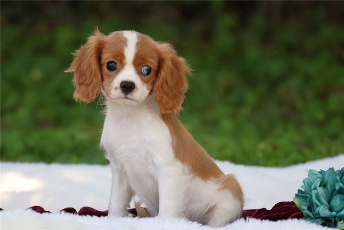 Cavalier King Charles Spaniel – Perfekter Familienhund sucht neues Zuhause!