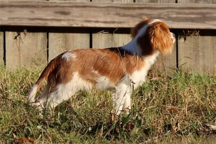 Cavalier King Charles Spaniel – Perfekter Familienhund sucht neues Zuhause!