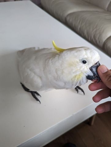 Kakadu zu verkaufen