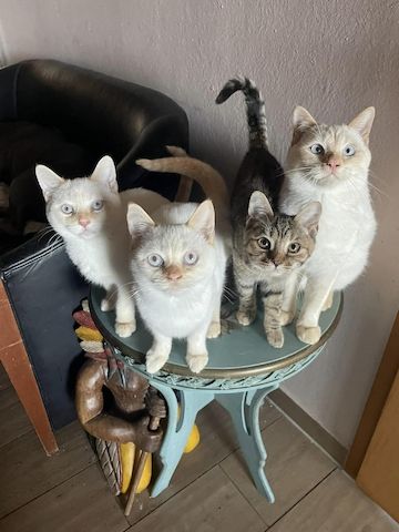 BKH Kitten sucht ein neues Zuhause