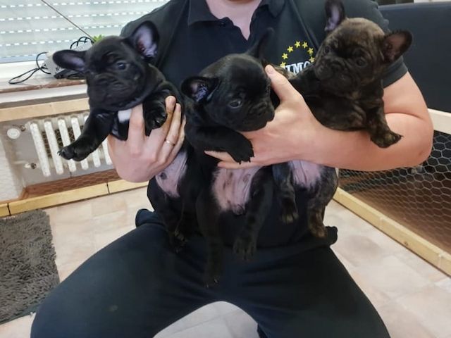 französische Bulldoggen Welpen