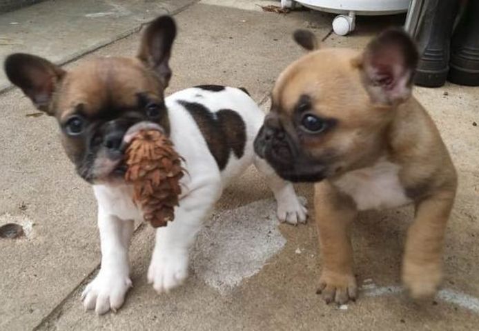 Wunderschöne französische Bulldoggen Welpen