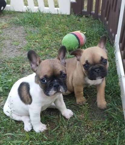 Französische Bulldoggen