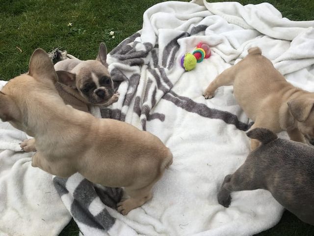 Französische Bulldoggen