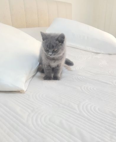 BKH Kitten