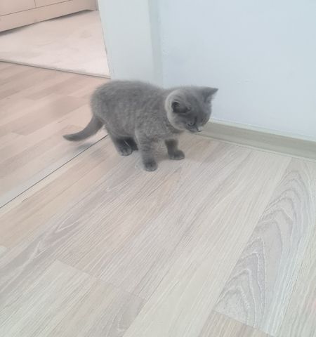 BKH Kitten