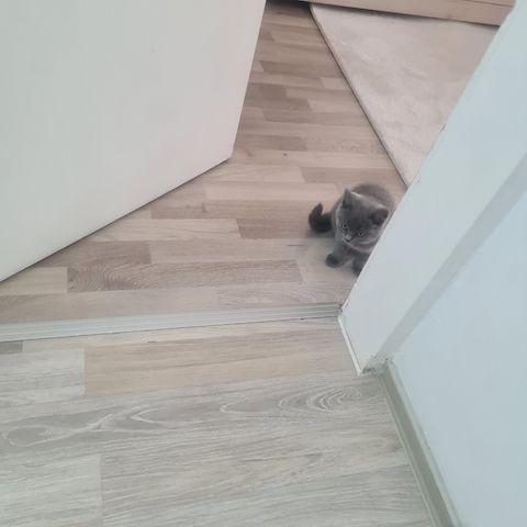 BKH Kitten