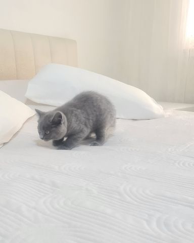 BKH Kitten