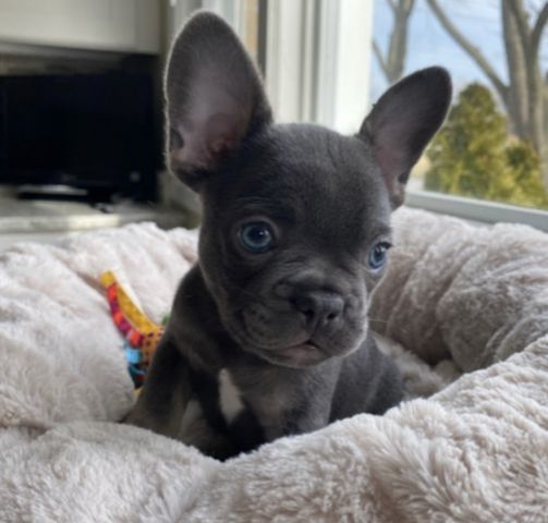 Wunderschöne Französische Bulldogge Welpen zu verkaufen