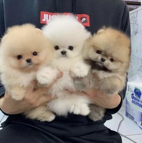 zwergspitz Pomeranian Welpen