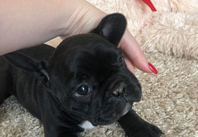 Welpen Französische Bulldoggen