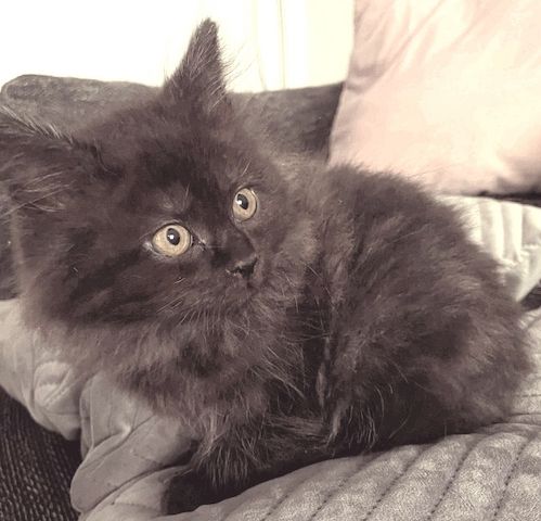 Kitten zu verkaufen