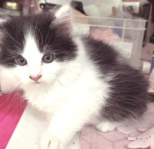 Kitten zu verkaufen
