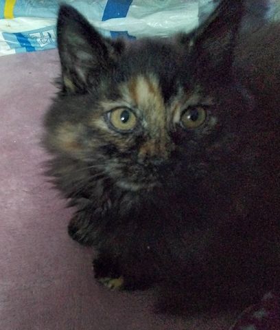 Kitten zu verkaufen