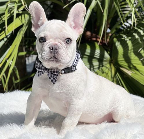 Wunderschöne Französische Bulldogge Welpen