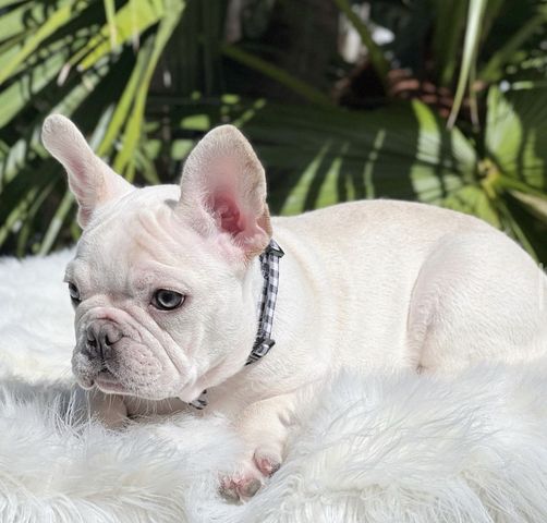Wunderschöne Französische Bulldogge Welpen