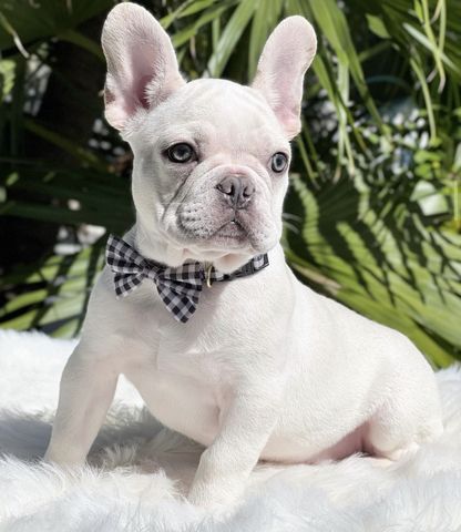Wunderschöne Französische Bulldogge Welpen