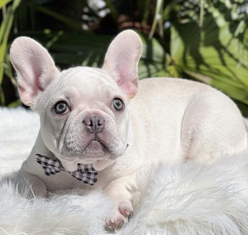 Wunderschöne Französische Bulldogge Welpen