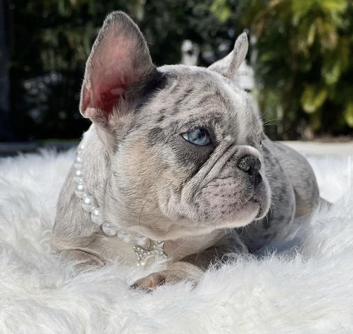 Wunderschönen Französischen Bulldoggen Welpen