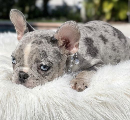 Wunderschönen Französischen Bulldoggen Welpen