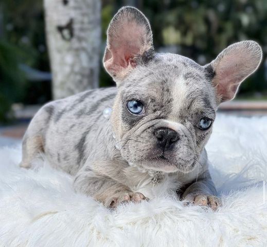 Wunderschönen Französischen Bulldoggen Welpen