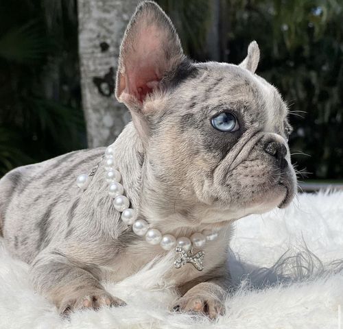 Wunderschönen Französischen Bulldoggen Welpen