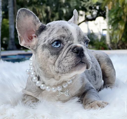 Wunderschönen Französischen Bulldoggen Welpen
