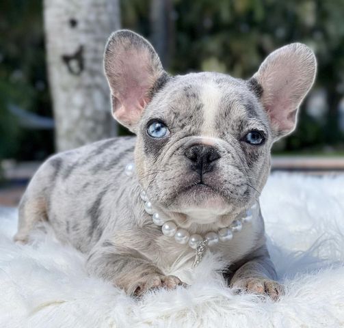 Wunderschönen Französischen Bulldoggen Welpen