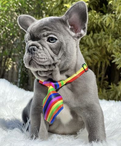 Wunderschöne Französische Bulldoggen Welpen