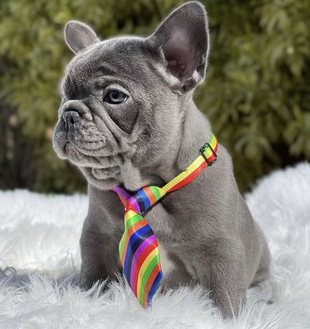 Wunderschöne Französische Bulldoggen Welpen